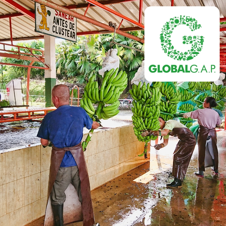 ファヴォリータ・バナナ