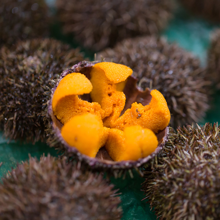 うに・いか・たこ