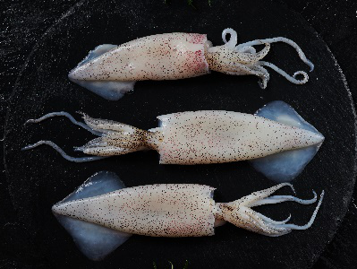 ヤリイカ製品（ハーフカット、ゲソ、端材）