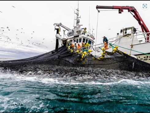 サバ製品 三枚卸フィーレ(無塩/有塩)、骨取り切身