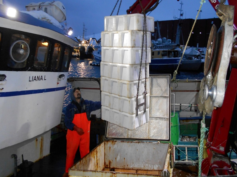 ボイルズワイガニ（原料）