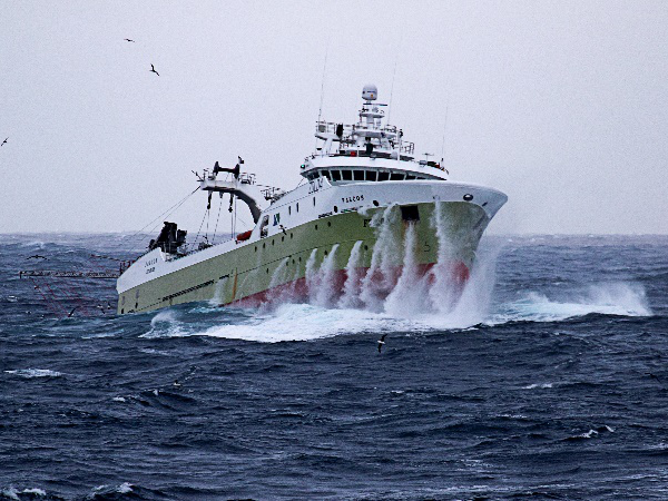 ヤリイカ製品（ハーフカット、ゲソ、端材）