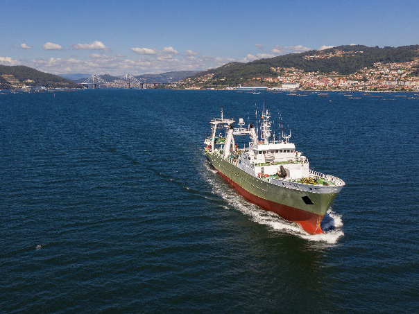 ヤリイカ製品（ハーフカット、ゲソ、端材）