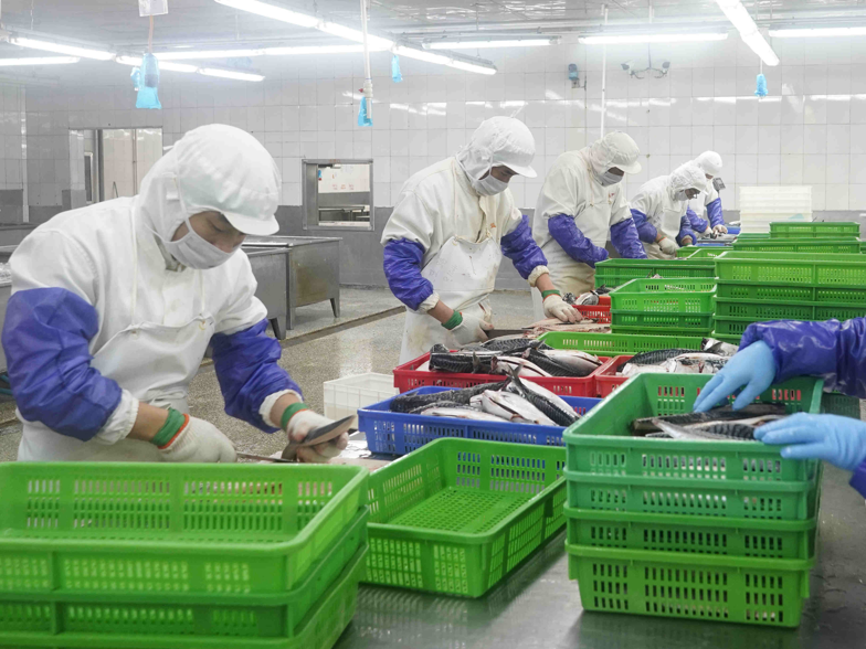 サバ製品 三枚卸フィーレ(無塩/有塩)、骨取り切身