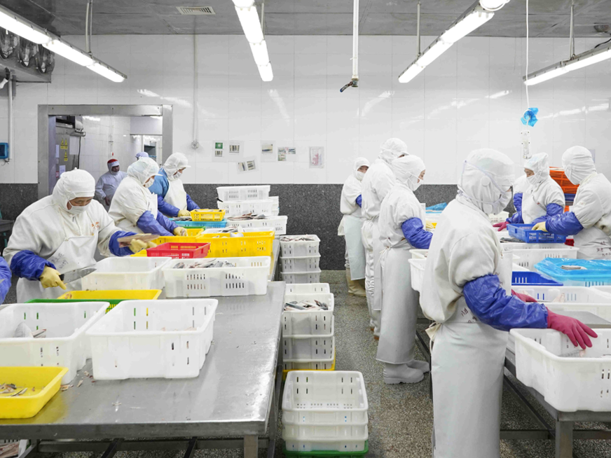 サバ製品 三枚卸フィーレ(無塩/有塩)、骨取り切身