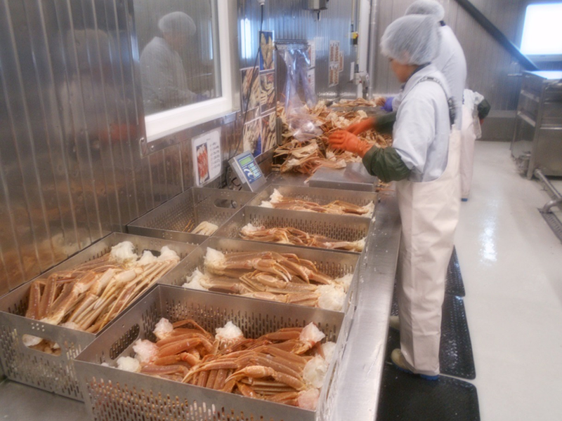 ボイルズワイガニ（原料）